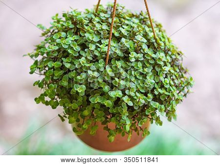 Beautiful Home Flower Callisia Repens. Small Green Juicy Petals