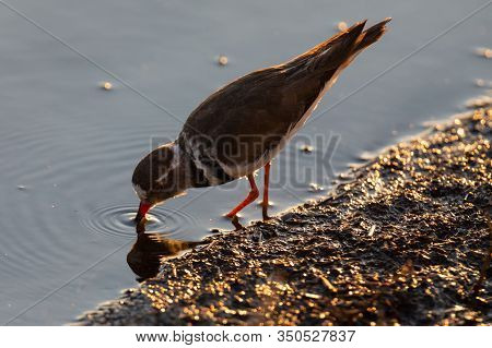 Lone Three-banded Plover Foraging For Insects In The Shallow Water