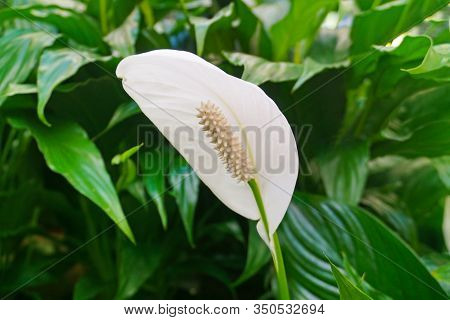 Spathiphyllum Floribundum Houseplant - Beautiful White Flower On The Background Of Green Leaves