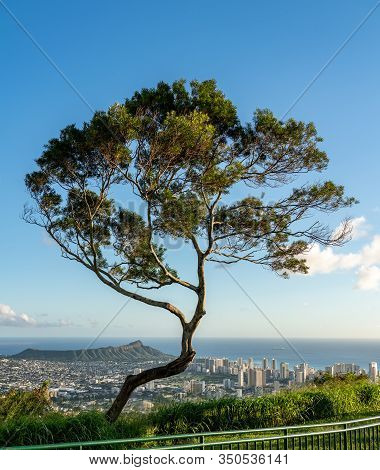 Trees Frame Panorama Over Waikiki, Honolulu And Diamond Head From The Tantalus Overlook On Oahu, Haw