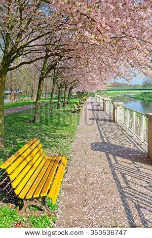 Empty Benches Covered With Cherry Petals Under Blowing Sakura Trees In City Park