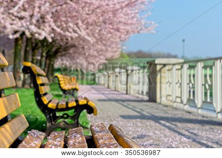 Empty Benches Under Blowing Sakura Trees In Park
