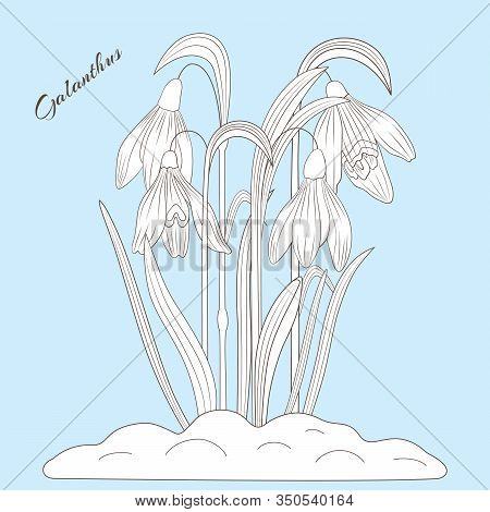 Vector Illustration With Spring Flowers Galanthus. All Details Are Drawn Separately. It S Comfortabl