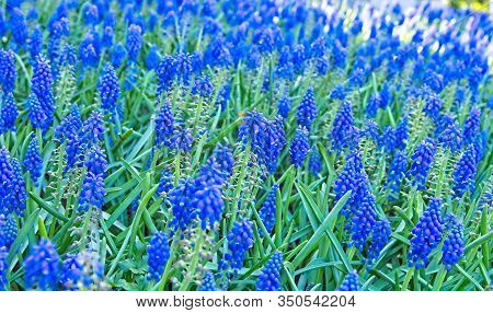 Full Frame Of Blue Bellevalias In Shade.