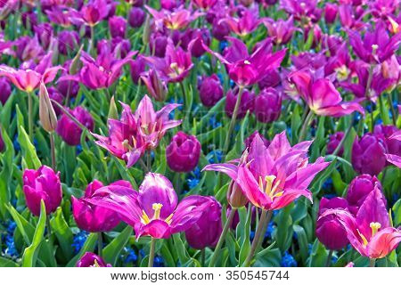 Full Frame Of Large Open Purple Tulips With Small Blue Bellevalia In Soft Morning Sun.