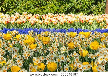 Full Frame Of Horizontal Stripes Of Red White Tulips, Blue Bellevalia And White And Yellow Narcissus