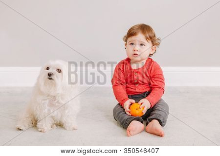 Cute Adorable Caucasian Baby Boy Eating Citrus Fruit. Finny Child Sitting On Floor With Pets Dogs An