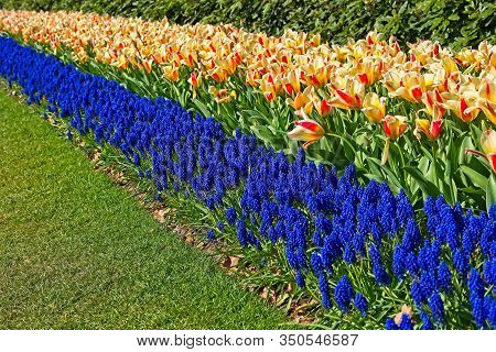 Stripe Of Yellwo Red Tulips And Blue Bellevalia In Full Bloom In Morning Sun