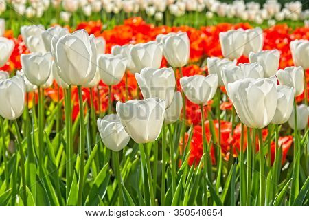 Pure White Tulips On Red