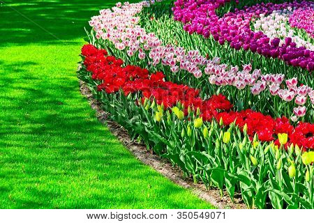 Stripes Of Colorful Tulips