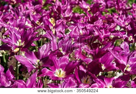 Full Frame Of Red And Pure White Tulips Nicely Complemented By Dark Blue Bellevalias.