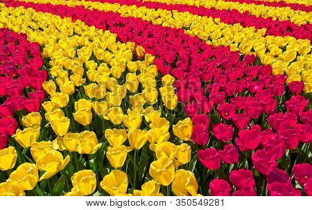 Full Frame Of Red And Pure White Tulips Nicely Complemented By Dark Blue Bellevalias.