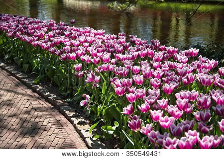 Pink White Tulips By A Water