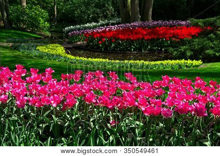 Full Frame Of Red And Pure White Tulips Nicely Complemented By Dark Blue Bellevalias.