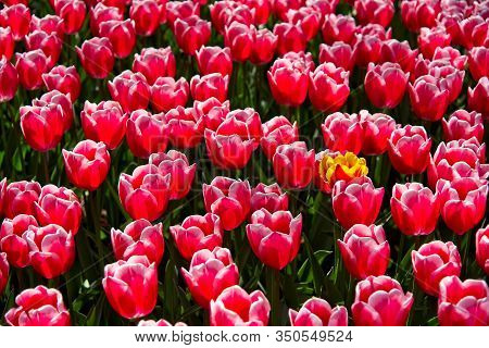 Full Frame Of Red And Pure White Tulips Nicely Complemented By Dark Blue Bellevalias.