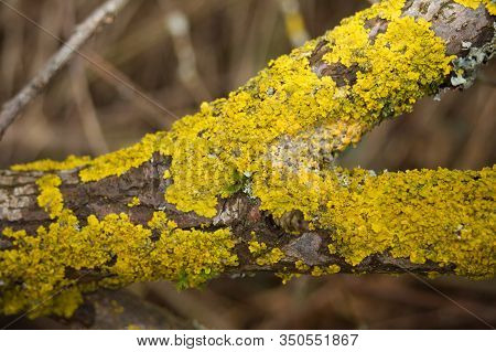 Common Orange Lichen, Yellow Scale, Xanthoria Parietina
