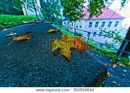 Vivid Orange And Yellow Colored Leaf On Low Wall By A Path In Early Autumn / Fall With Some Building