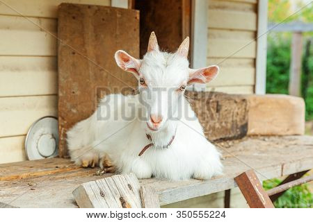 Cute Chick Goat Relaxing In Ranch Farm In Summer Day. Domestic Goats Grazing In Pasture And Chewing,