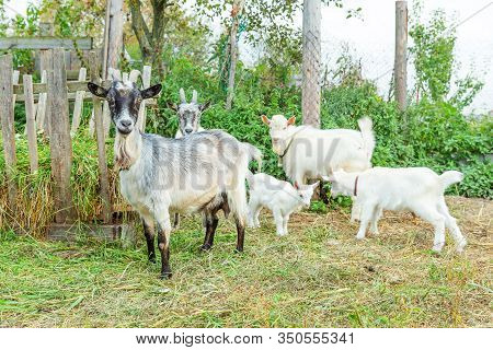 Cute Chick Goat Relaxing In Ranch Farm In Summer Day. Domestic Goats Grazing In Pasture And Chewing,