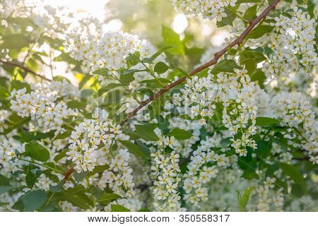 White Flowers Blooming Bird Cherry. Bird Cherry Tree In Blossom. Close-up Of A Flowering Prunus Padu