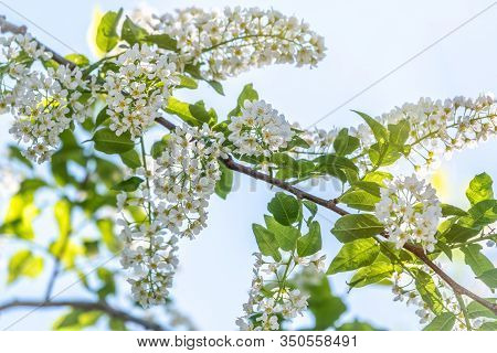 Bird Cherry Branches With White Flowers On A Background Of Blue Sky. A Fluffy Branches Of Blooming B