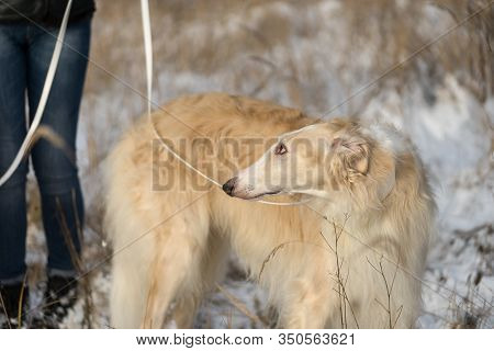 A Woman Holds Borzoi, Russian Hound, Russian Wolfhound,  On A Leash. The Dog Looks At The Hostess. V