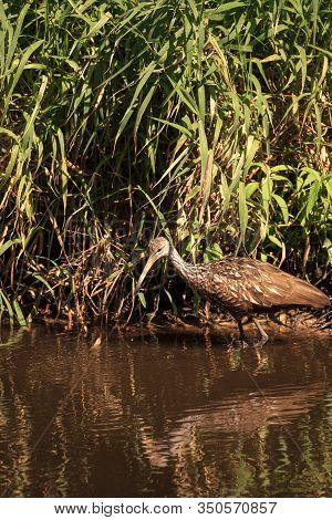 Limpkin Bird Aramus Guarauna Forages For Mollusks In The Lake