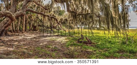 Oak Tree In Myakka State Park With Spanish Moss Flowing From Its Branches In Sarasota, Florida.