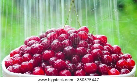 Red Cherry On A White Plate, On A Green Background, Watered With Water/ Close-up/