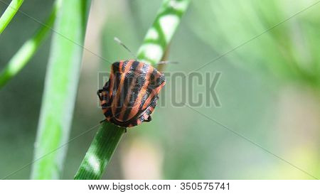 Striped Red Beetle On A Green Plant. Blurred Background. Macro.
