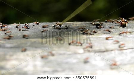 Red Forest Ants Build Anthill Peaks From Twigs And Straws On A Sunny Day.close- Up. Macro.