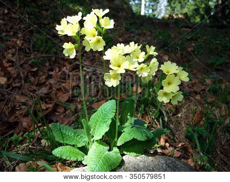 Mountain Cowslip (primula Auricula), Bears Ear, Die Aurikel Oder Alpenaurikel, Planinski Ili Alpski 