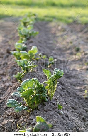 Field With Young Potato Bushes In Spring. Spud To Increase Harvest