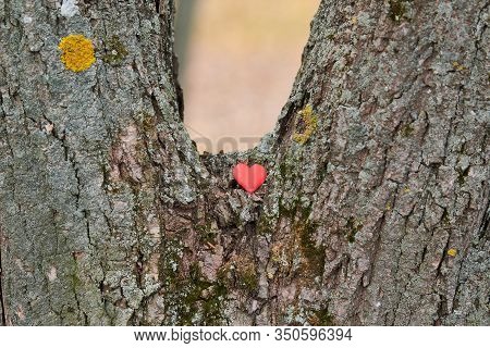 Heart On Tree. Environment Protection Symbol, Copy Space. Arboriculture Tree Love Concept.