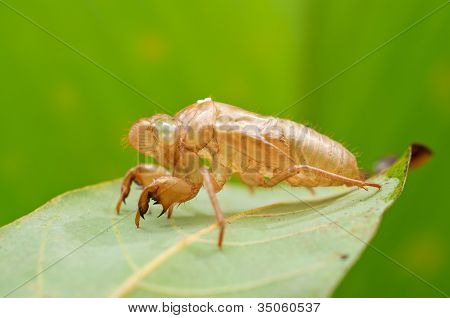 cicada exoskeleton