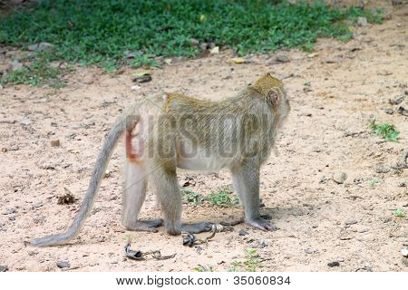 Crab-eating Macaque Or Long-tailed Macaque