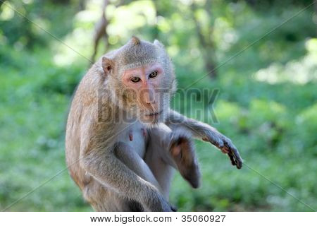 Crab-eating Macaque Or Long-tailed Macaque
