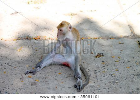 Crab-eating Macaque Or Long-tailed Macaque