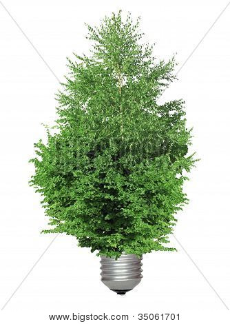 Baum wÃ¤chst aus der Basis der GlÃ¼hbirne