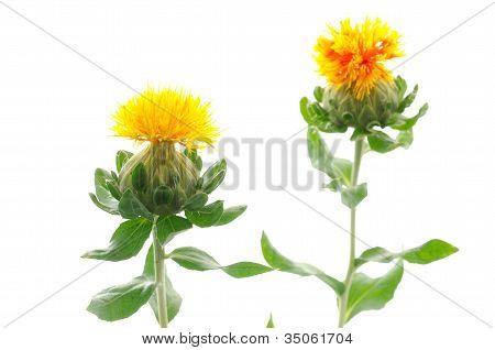 Dos flores de cártamo