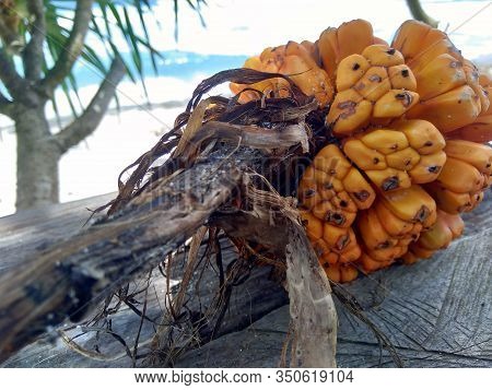 Pandanus Fascicularis (pandanus Odorifer) On The Wood With Beach Background. Ripe And Looks So Red