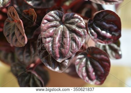 Emerald-ripple Pepper Schumi Red Sienna Sunset - Latin Name - Peperomia Caperate Schumi Red Sienna S