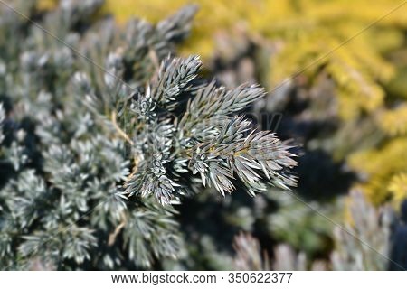 Flaky Juniper Blue Star - Latin Name - Juniperus Squamata Blue Star