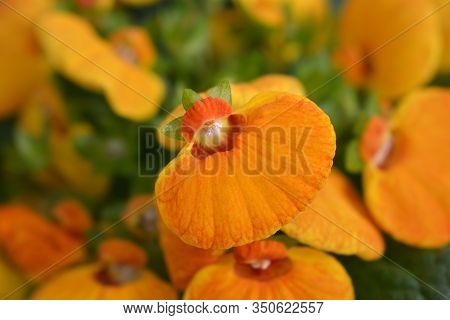 Orange Slipper Flower - Latin Name - Calceolaria X Herbeohybrida
