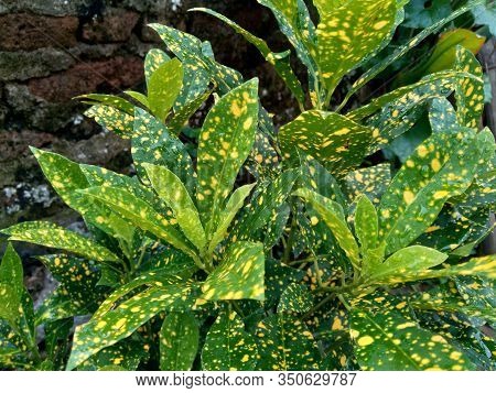Close Up Garden Croton (codiaeum Variegatum) In The Gardenclose Up Garden Croton (codiaeum Variegatu