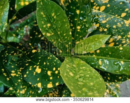 Close Up Garden Croton (codiaeum Variegatum) In The Gardenclose Up Garden Croton (codiaeum Variegatu