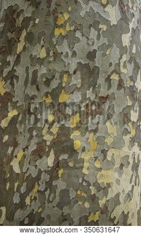 Color Of Bark American Platanus Occidentalis. Background From The Bark Of A Tree. Mottled Trunk With