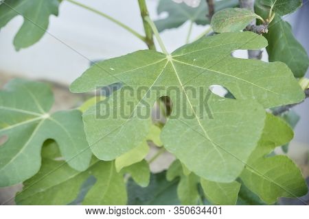 Closeup Ripening Striped Fig Tree