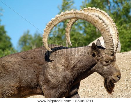 mountain goat