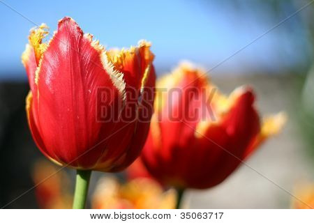 tulips